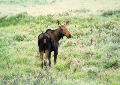 Moose Cow, Kananaskis, Alberta